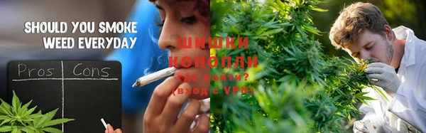 сатива Беломорск